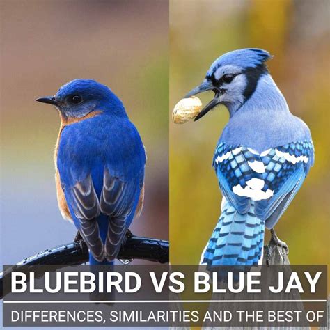 bluebird vs blue jay pictures